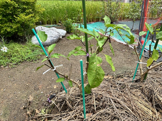 秋ナス剪定