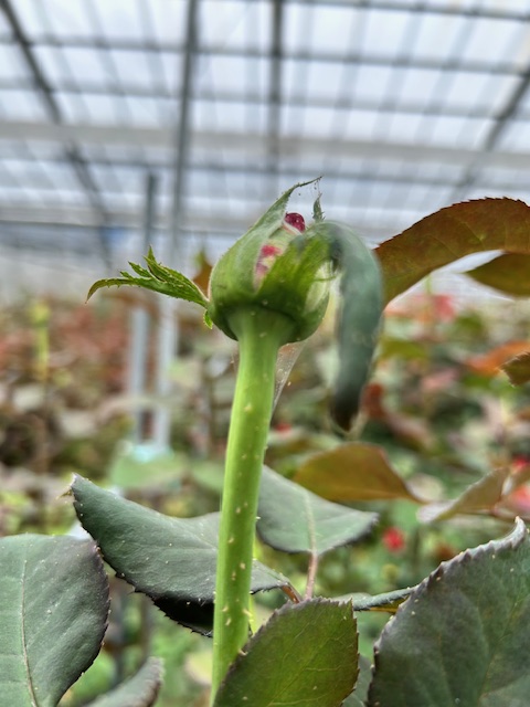 蕾についたハダニ