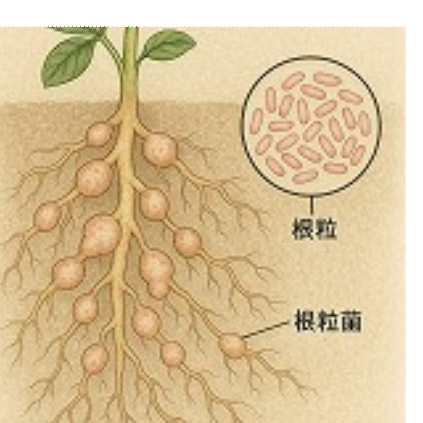 根粒菌説明