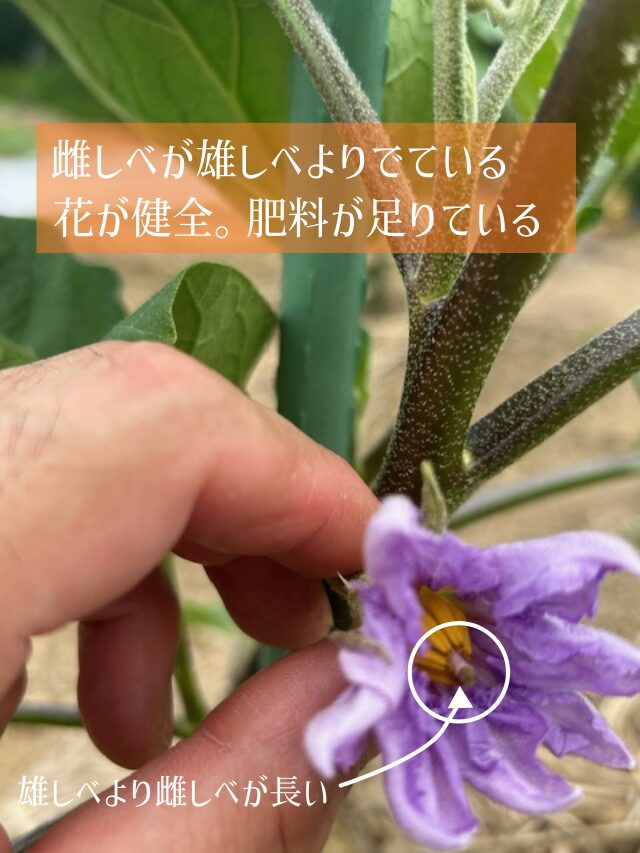 ナスの追肥の目安 足りている