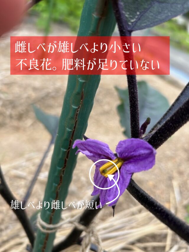 ナス 追肥目安 足りていない