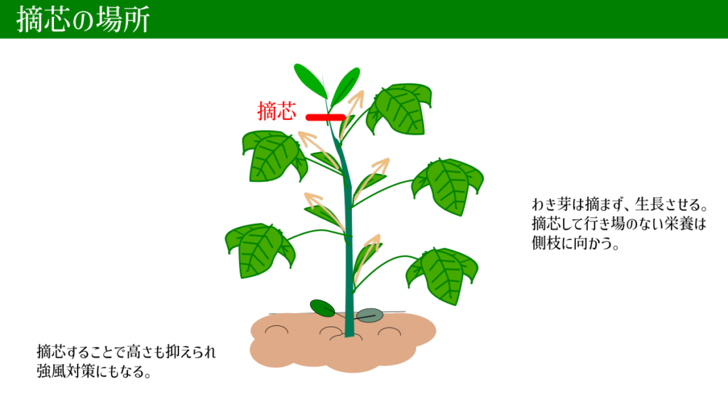 エダマメの摘芯 説明