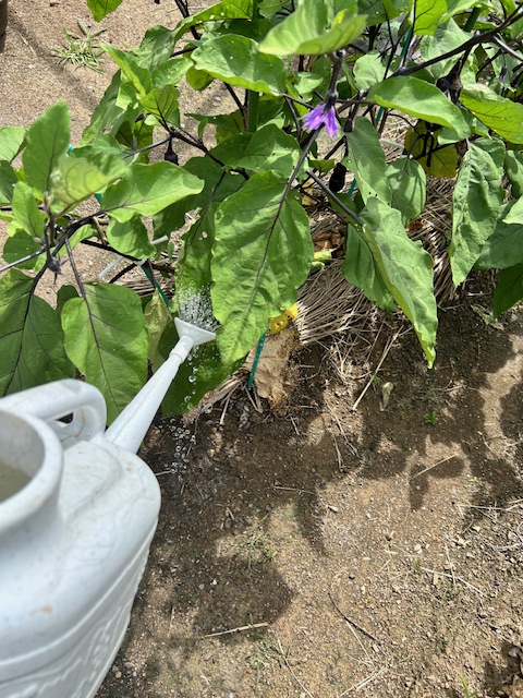 ナスの水やり