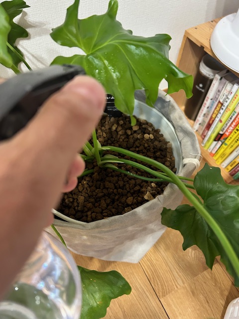 ハダニ対策　葉水をかける