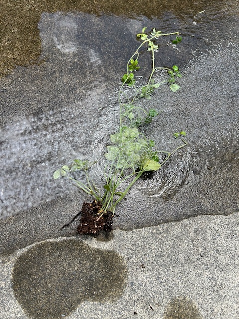 水をかける　ハダニ対策
