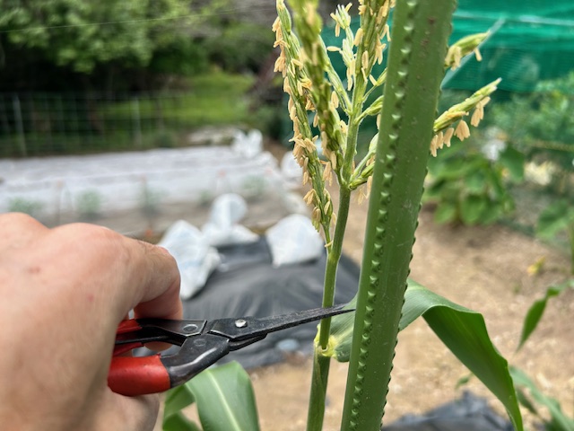 雄穂切り