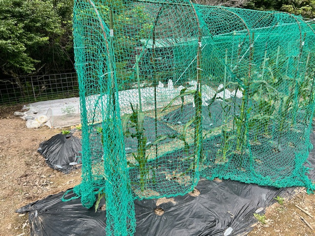 防虫ネット