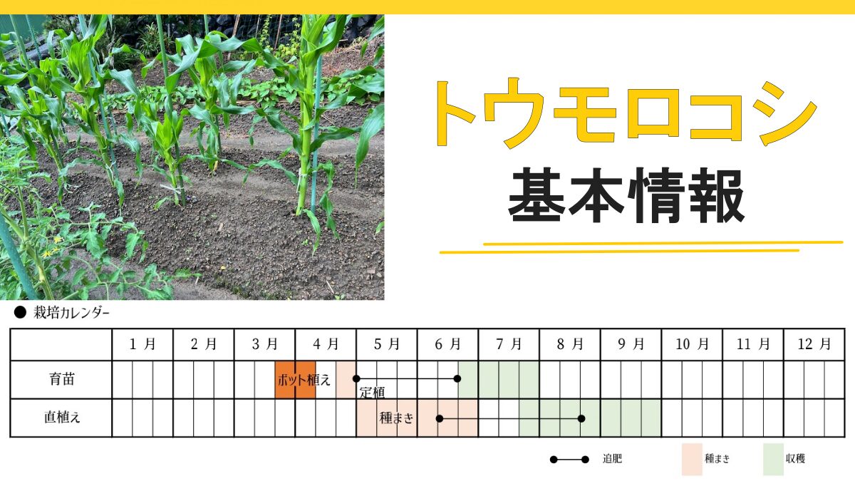トウモロコシ　基本情報