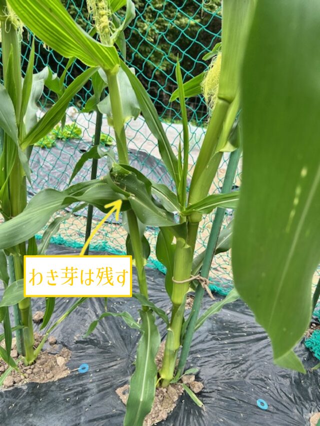 トウモロコシのわき芽