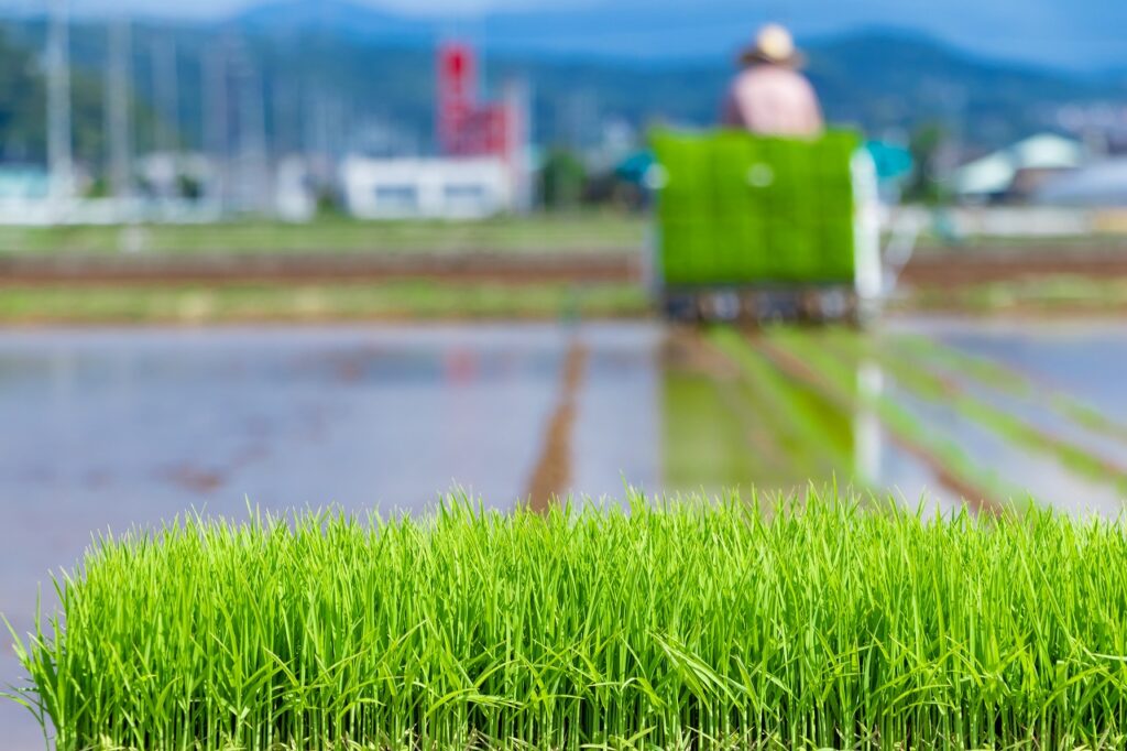 田植え