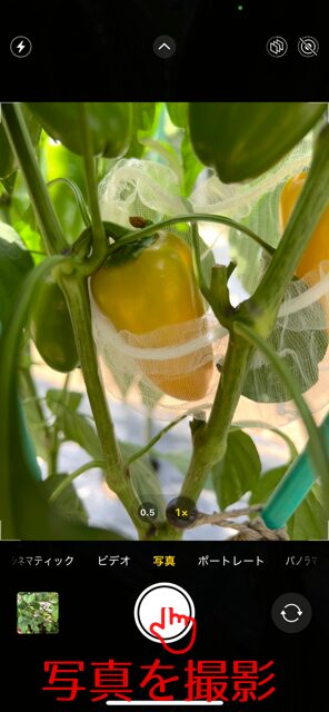 携帯で気になる症状を写真に収める
