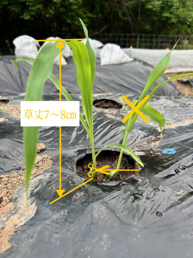トウモロコシの間引き