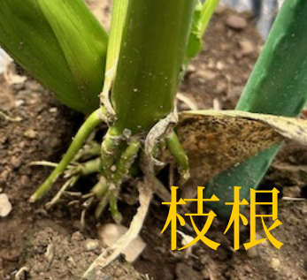 トウモロコシの枝根