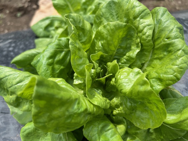 サラダ菜