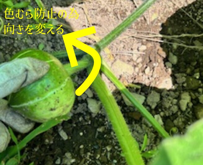 カボチャ　玉返し