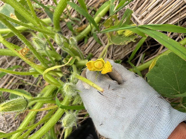 雄花の確認　カボチャ