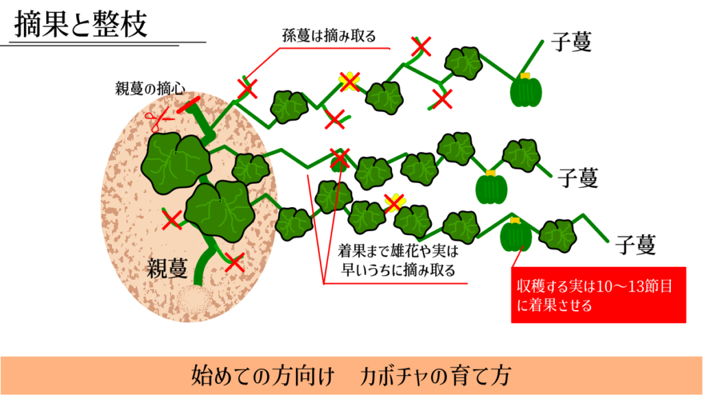 摘果と着果の説明　カボチャ
