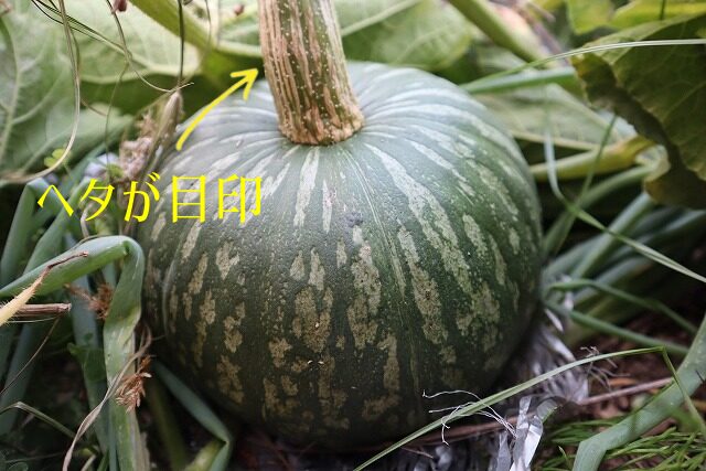 カボチャ　収穫の目印