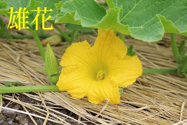 カボチャの花　雄花