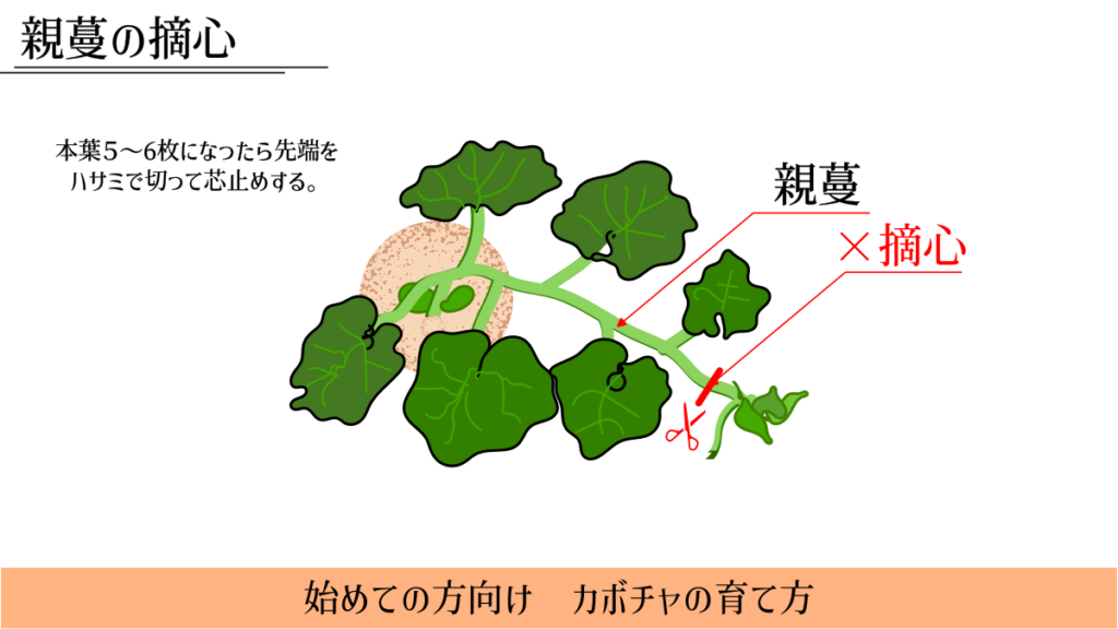 親蔓の摘心説明