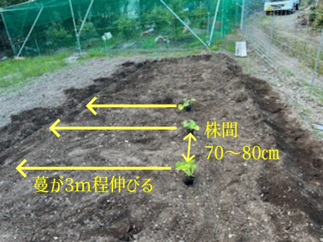 カボチャの畝づくり