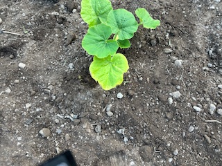 カボチャの定植