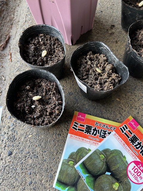ポット植え　カボチャ