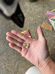 カボチャの種