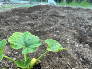 カボチャ定植前