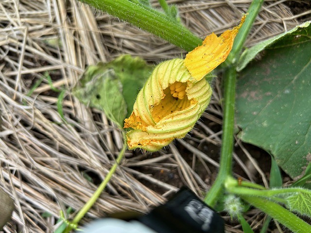 雌花の確認
