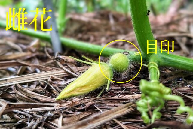 カボチャの花　雌花