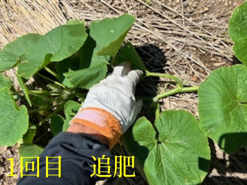 カボチャ　1回目追肥