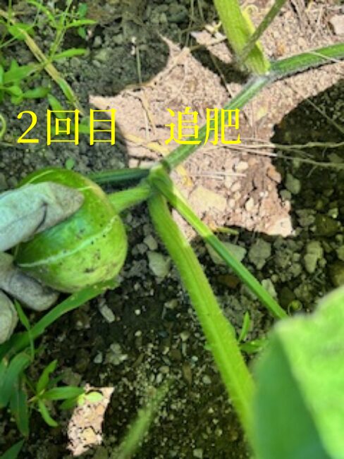 カボチャ　2回目の追肥