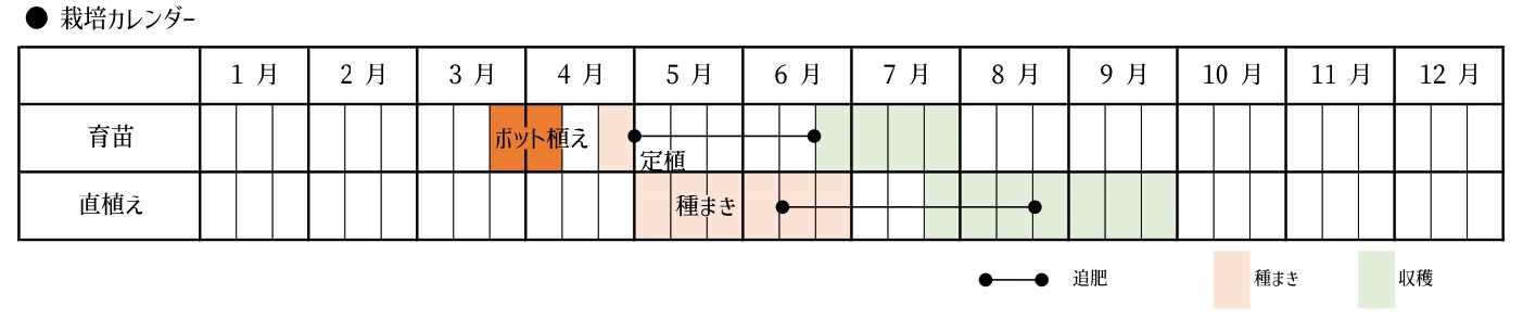 トウモロコシの栽培スケジュール