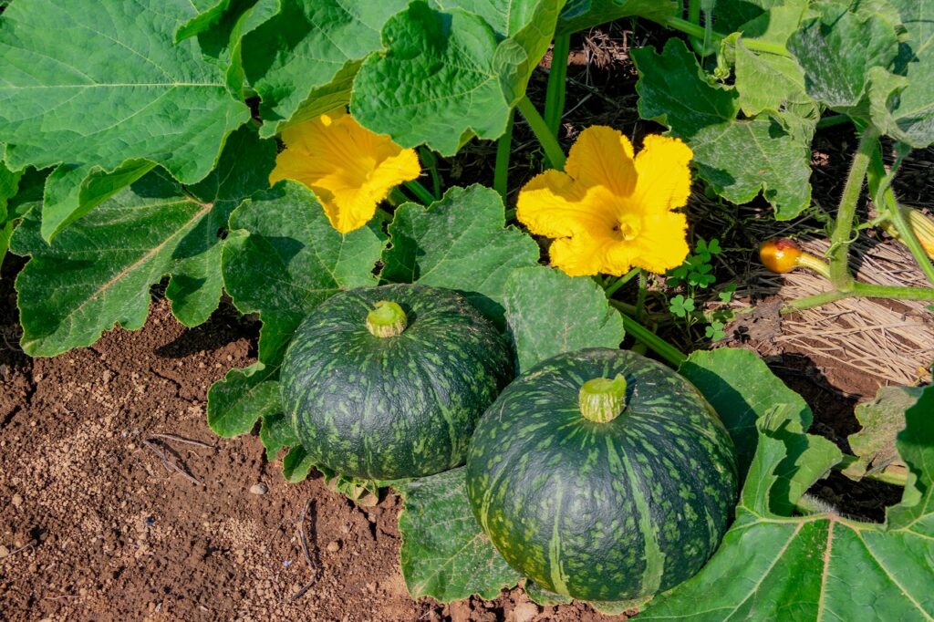 カボチャの収穫