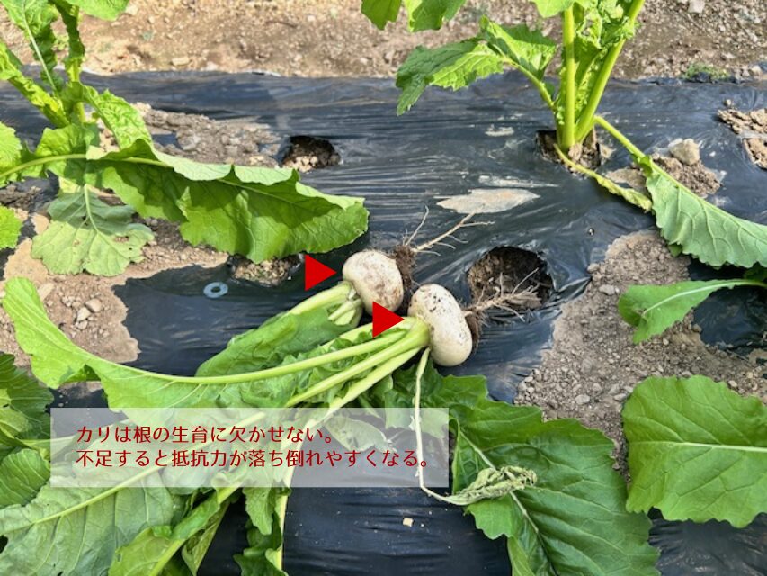 カリ肥料の要件