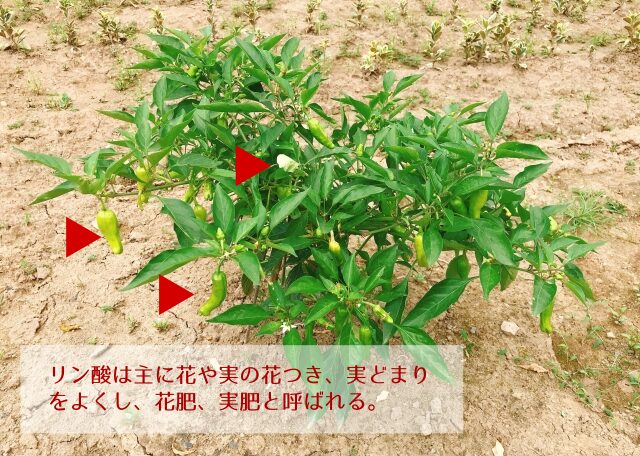 リン肥料の要件