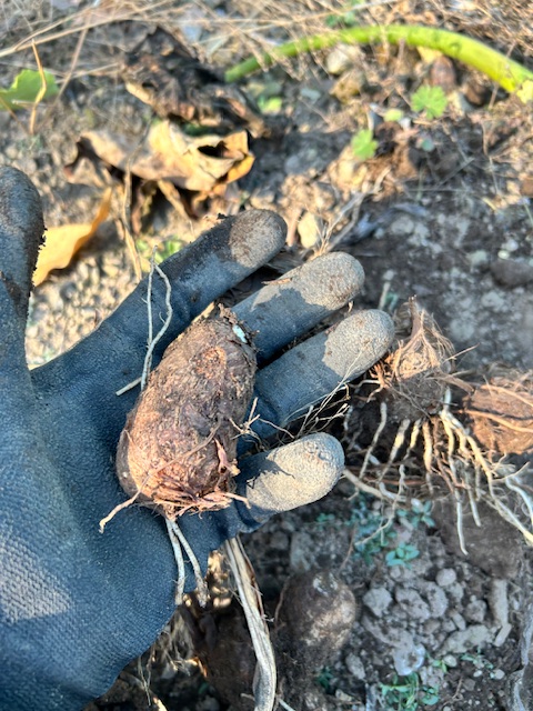 サトイモ　子イモの収穫