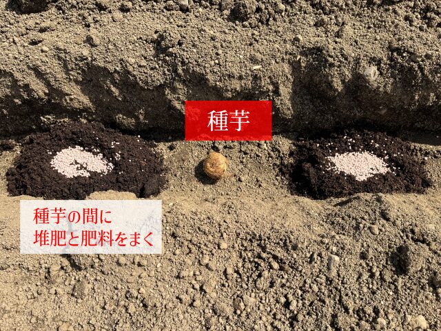 サトイモの植付け　元肥と堆肥