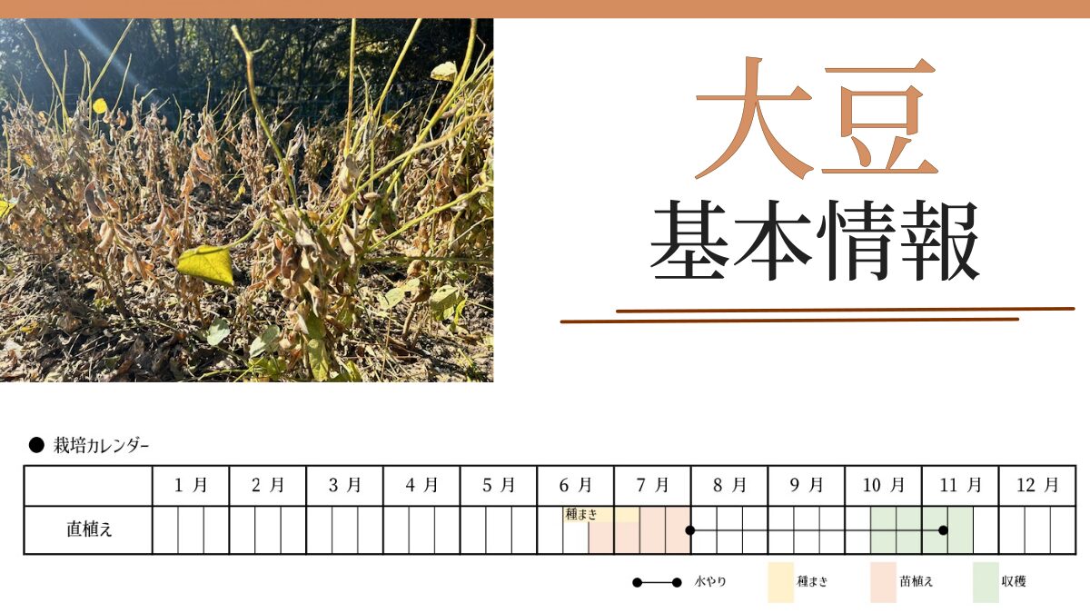 大豆の基本情報