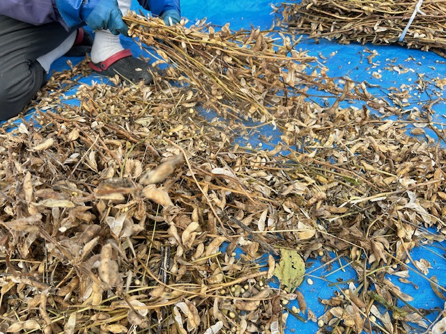 大豆がサヤに残らないように確認する