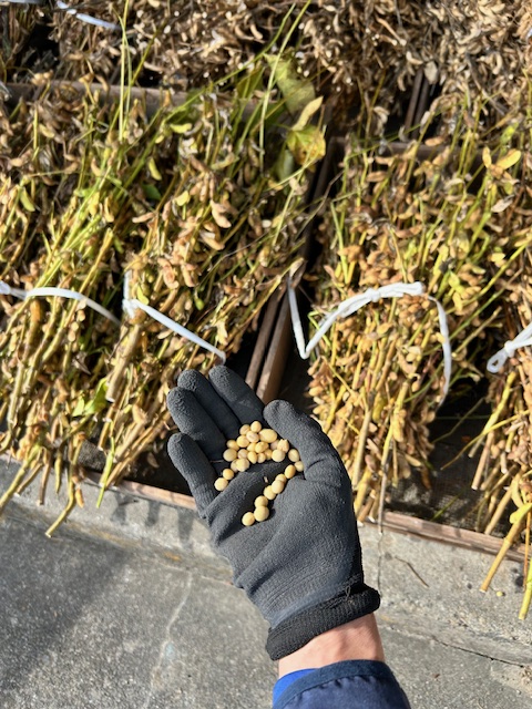 大豆の豆　収穫