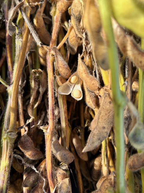 大豆のサヤ　収穫時