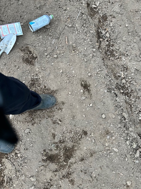 大豆　種まき　転圧