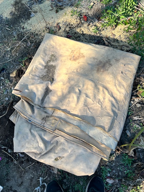 サトイモ　シートをかぶせる