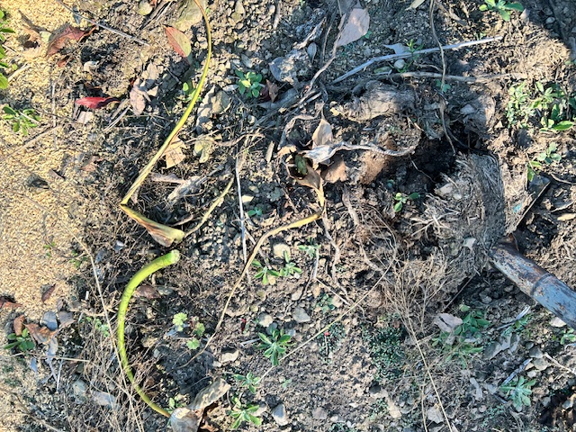 サトイモ　保管　土を被せる