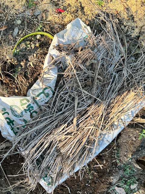 サトイモの保管　ビニールと藁を被せる