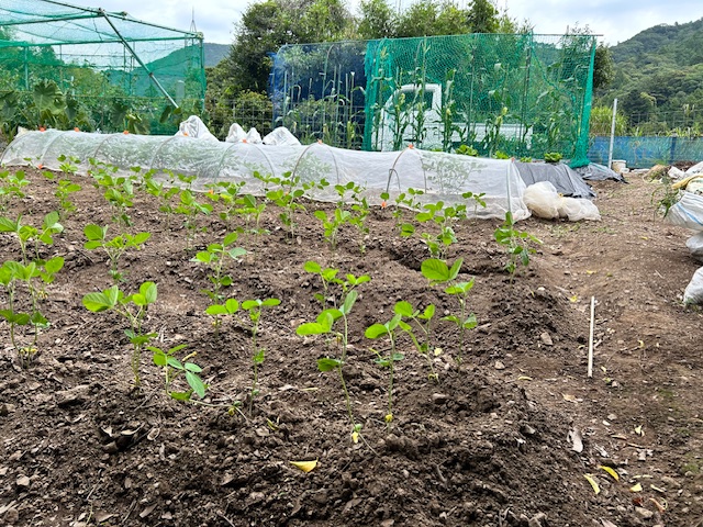 土寄せ１回目　本葉３～4枚