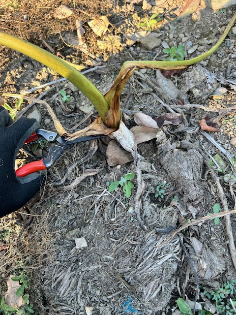 サトイモの収穫株を切る