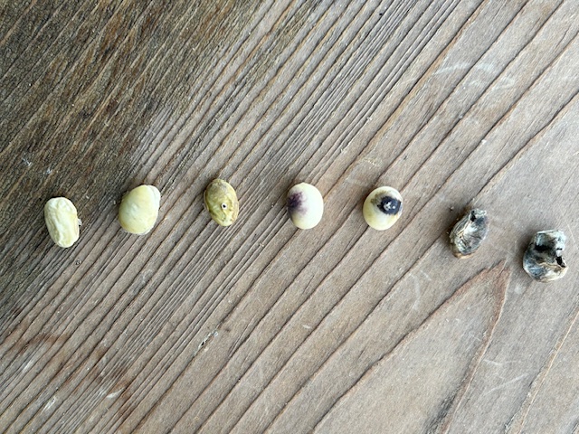 大豆の不良基準